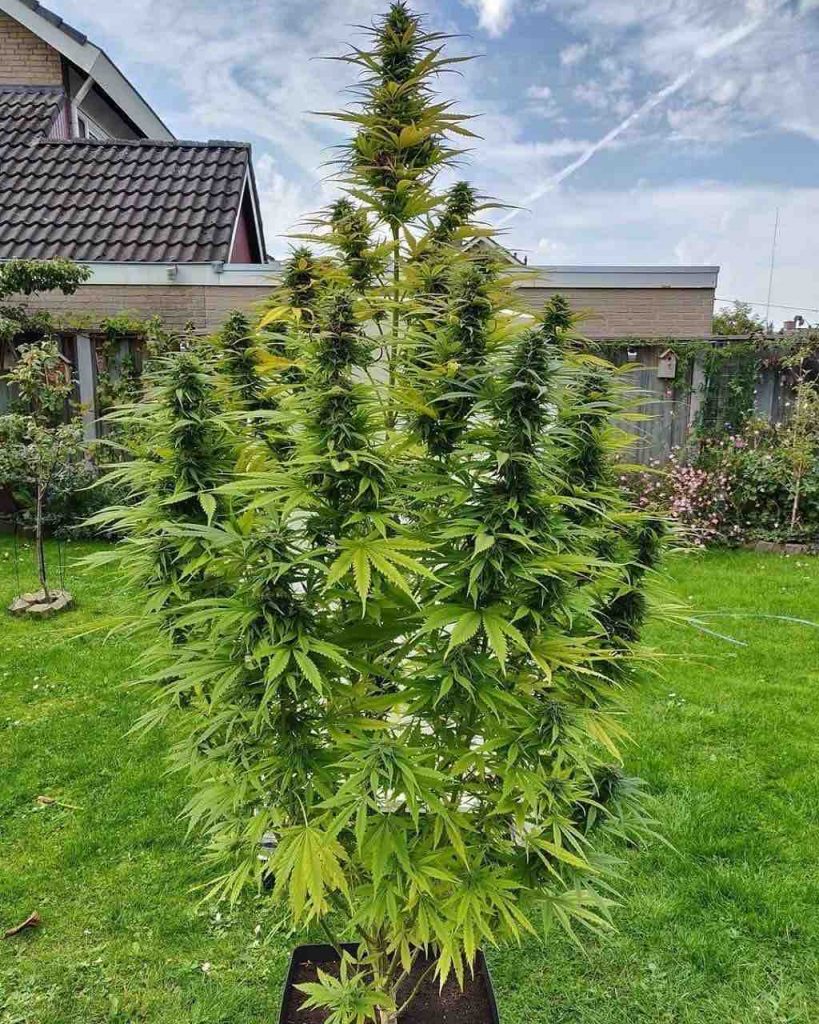 Growing Cannabis – a basic outdoor primer – Down To Earth Home