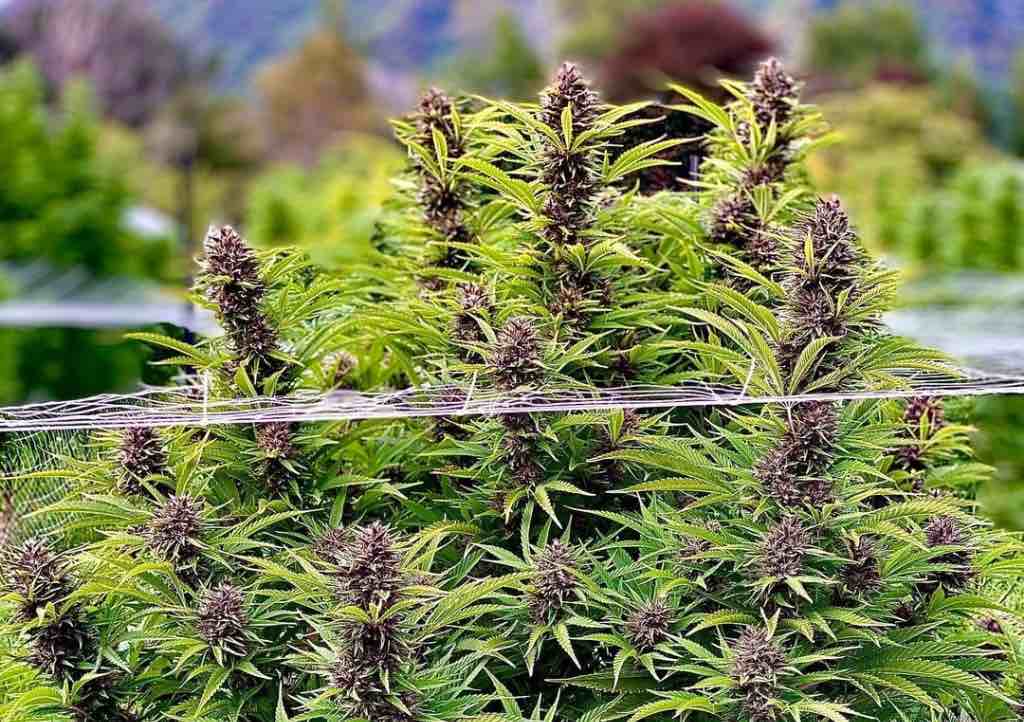 Outdoor monster cropping cannabis step-by-step