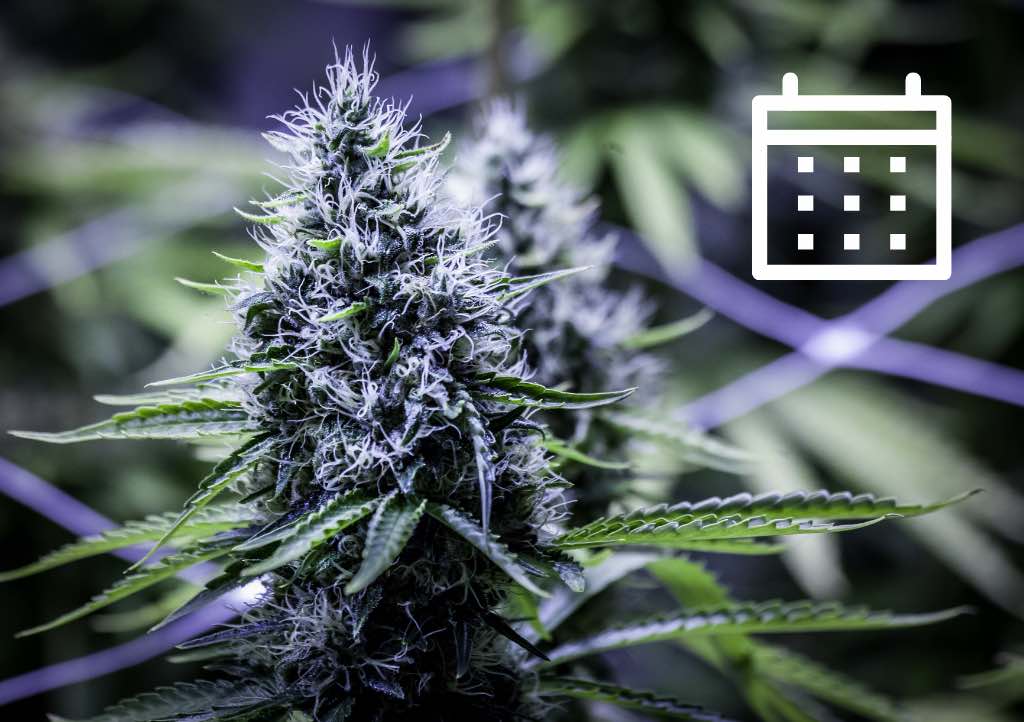 Cannabis growing calendar for Northern Europe