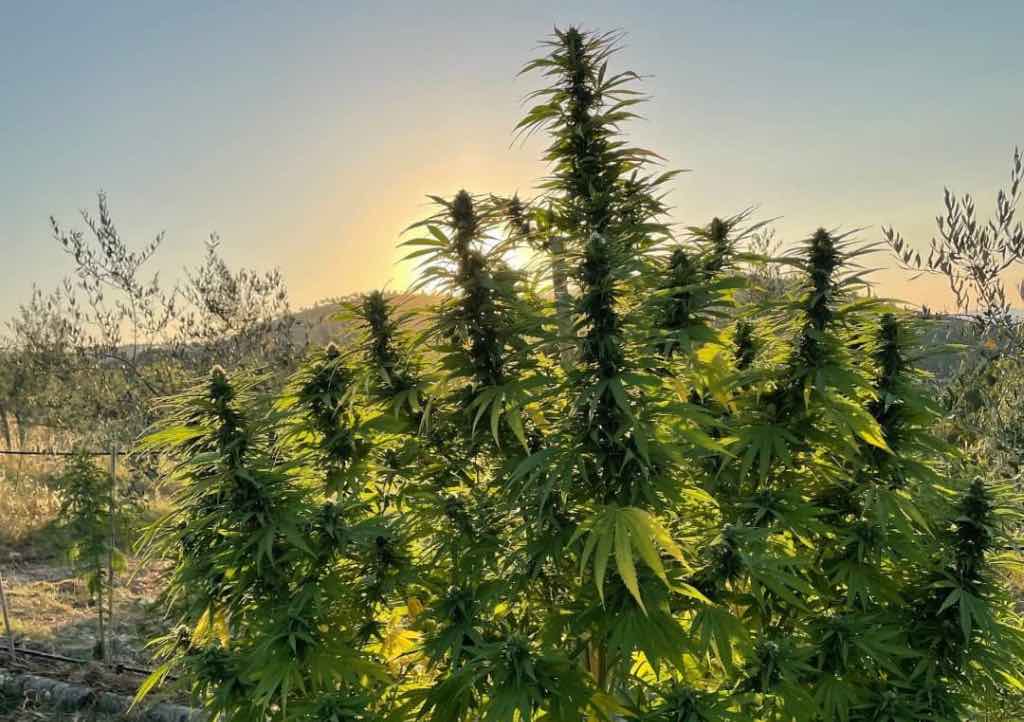 Outdoor Marijuana Growing Guide Outdoor Marijuana Growing Guide How