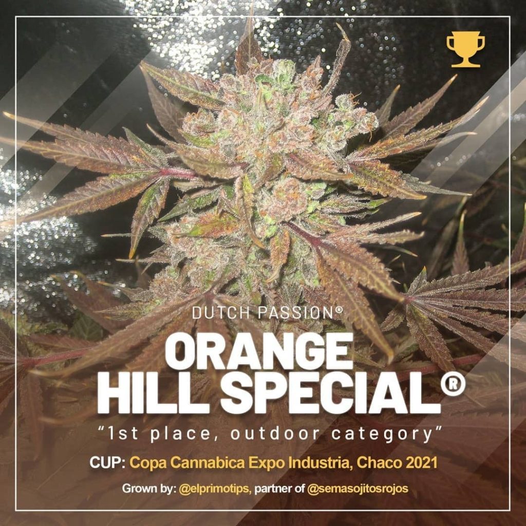 Orange Hill Special, 1st place outdoor category at Copa Cannabica Expo Industria, Chaco 2021