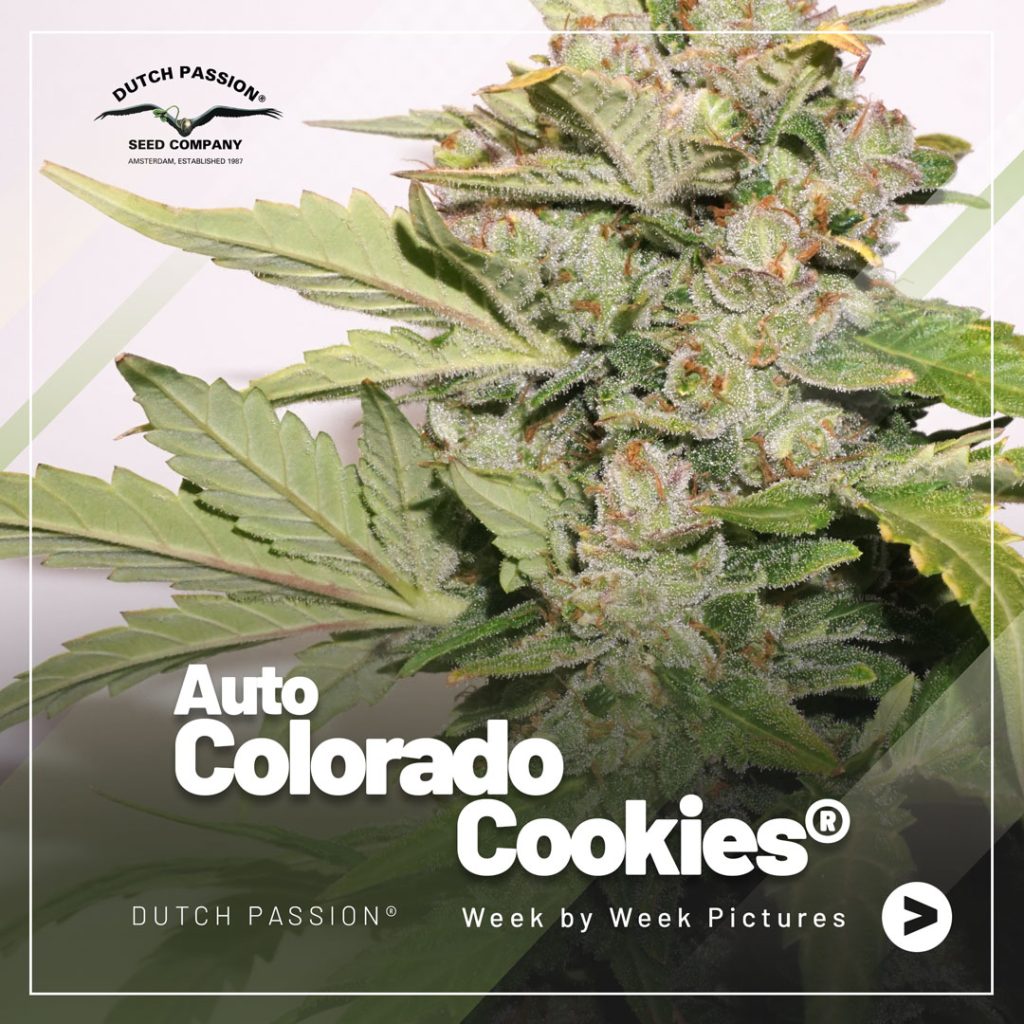 Auto Colorado Cookies week by week flowering