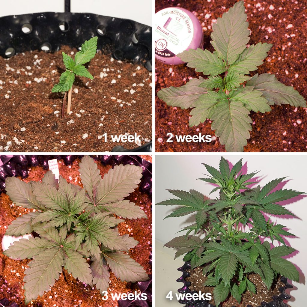 Auto Colorado Cookies flowering pictures (Week 1 to Week 4)