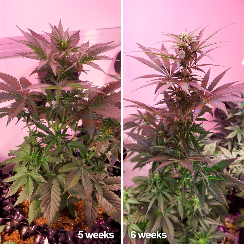 Auto Colorado Cookies flowering pictures (Week 5 to Week 6)