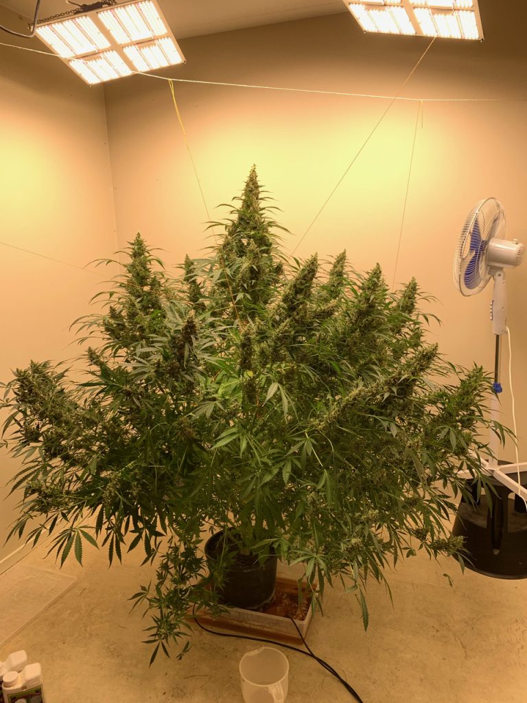 Give Auto Ultimate as much light as she can handle and she will grow to an insane size with glistening buds. 