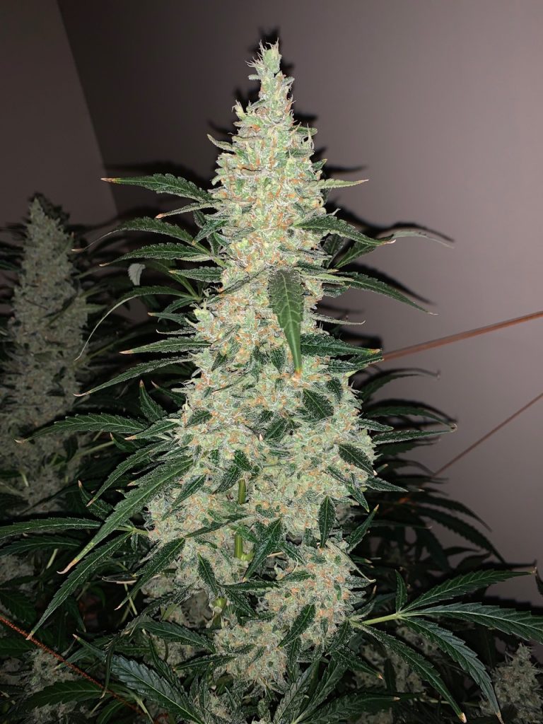 Auto Ultimate was very easy to trim as the buds were so firm and strong. The calyx to leaf ratio was perfect, just as the pictures show. 