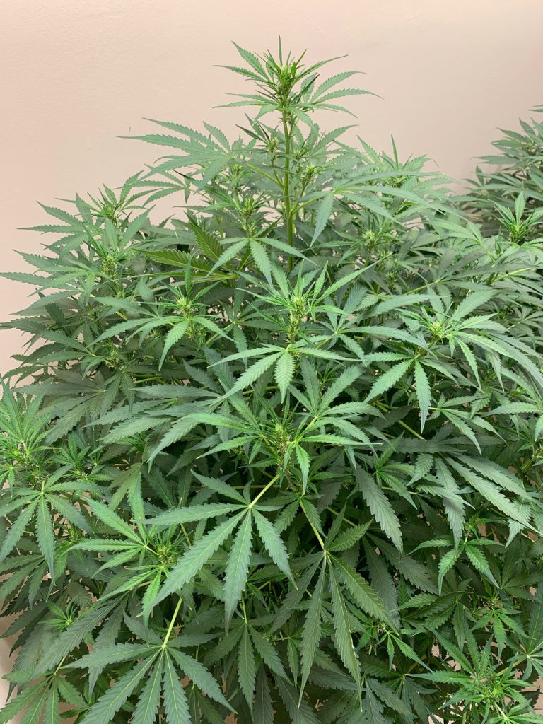 Auto Ultimate in flowering stage: 20/4 grow cycle until the last 2 weeks when an 18/6 light cycle was used
