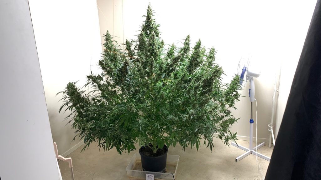 Auto Ultimate insane 850-900g organic indoor harvest from a single plant!