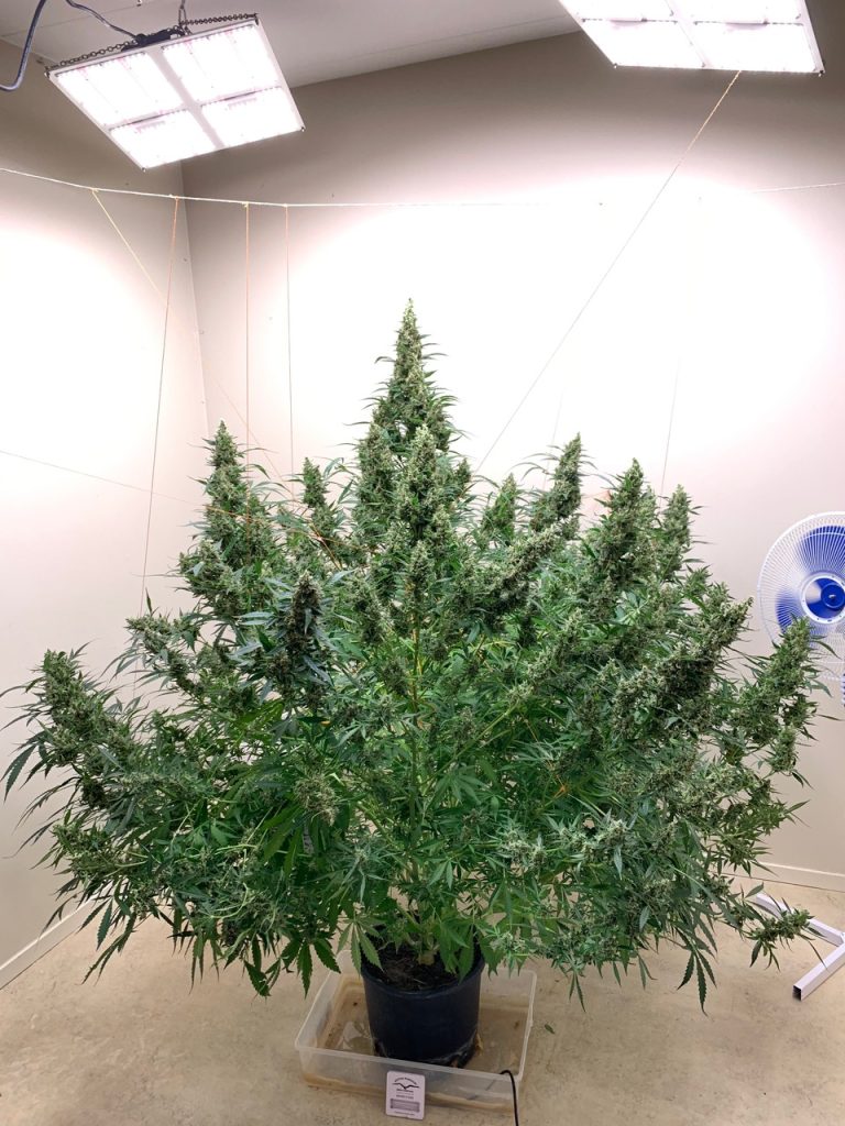 This astonishing grow produced 850-900g of dry buds from a single Auto Ultimate plant