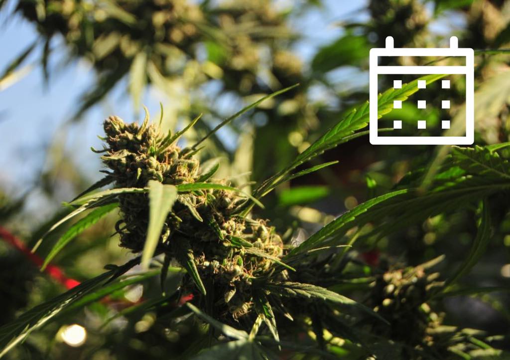 Cannabis growing calendar for Southern Europe