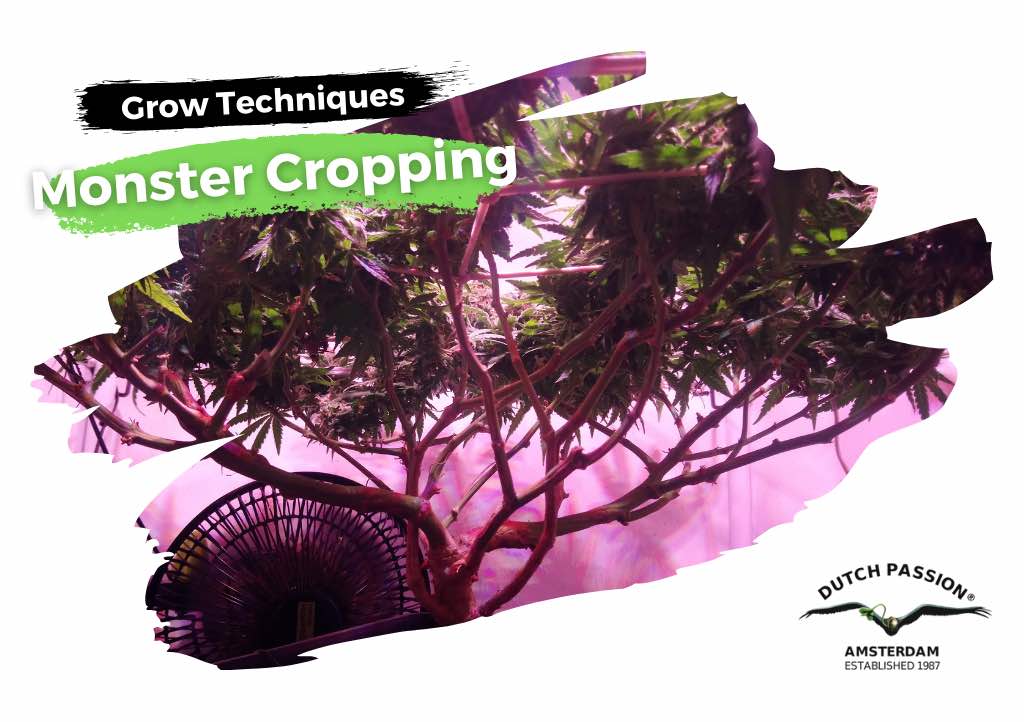 Monster cropping cannabis how-to guide