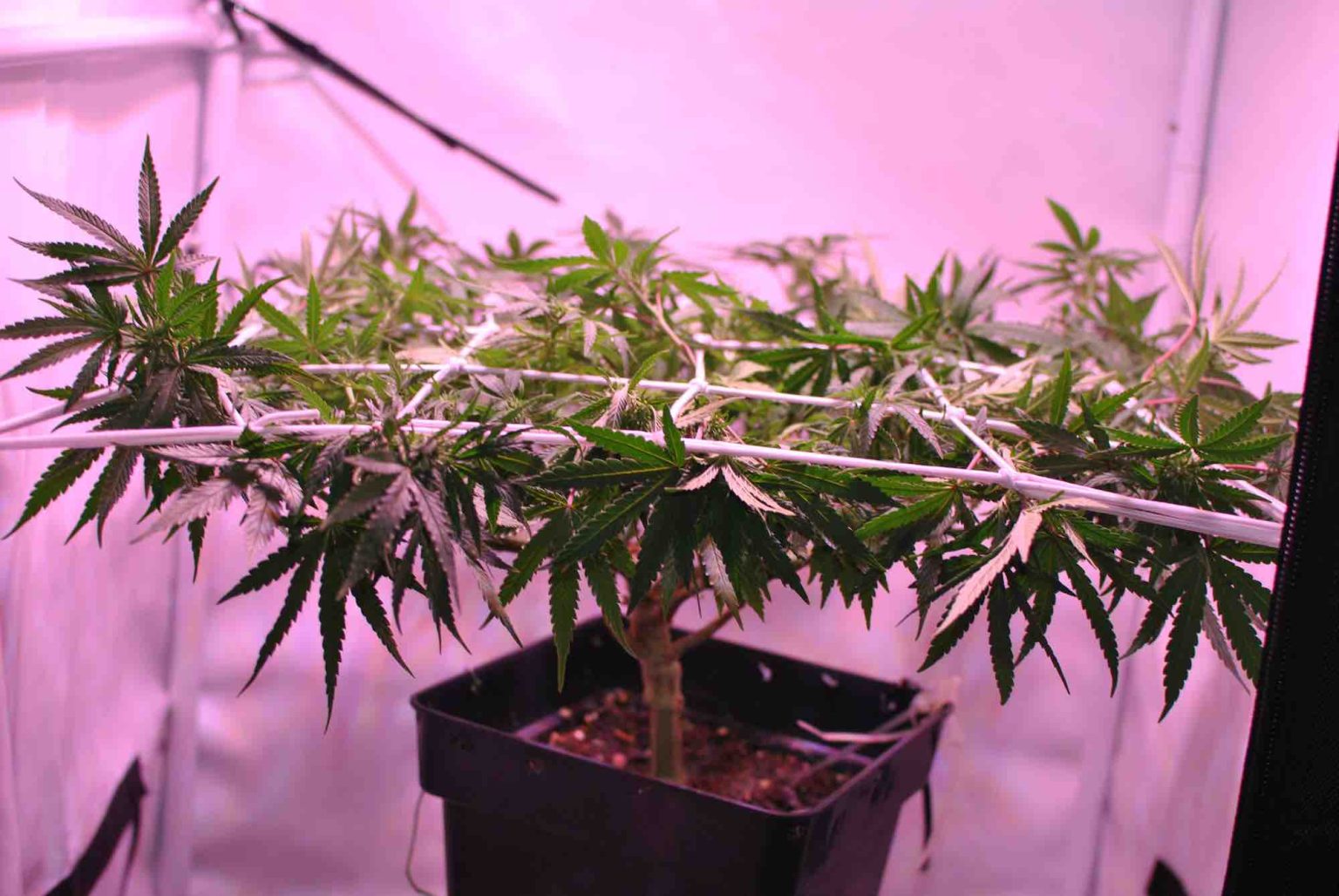 Cannabis Flowering Stretch Master Guide