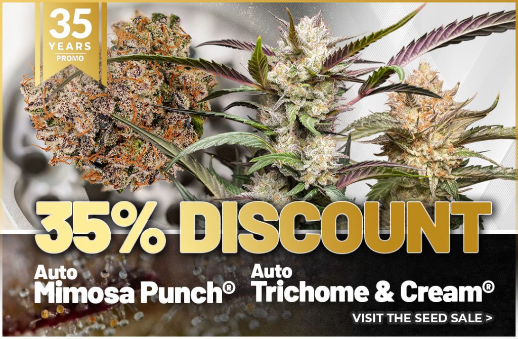 Auto Mimosa Punch special -35% discount for Dutch Passion 35h anniversary