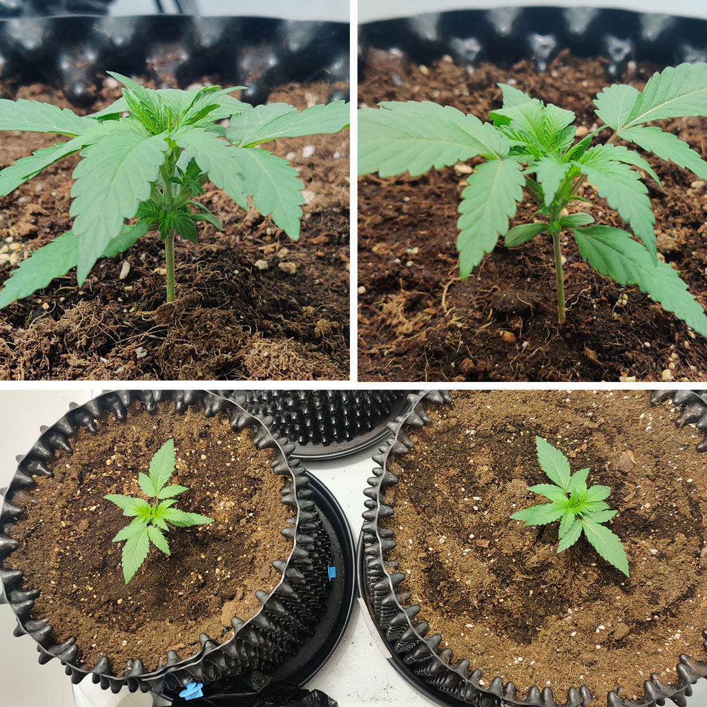 Auto Mimosa Punch seedling stage
