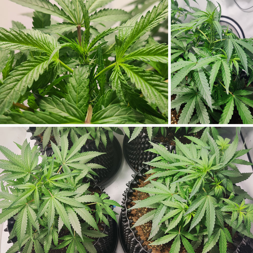 Auto Mimosa Punch week 3