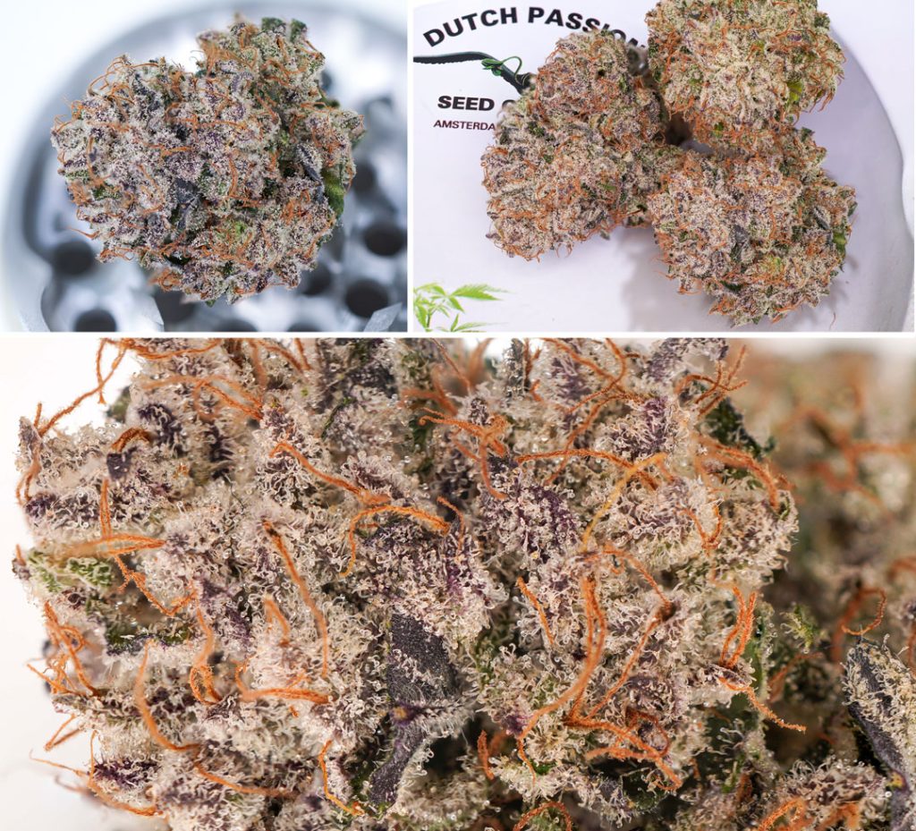 Auto Mimosa Punch final harvest report