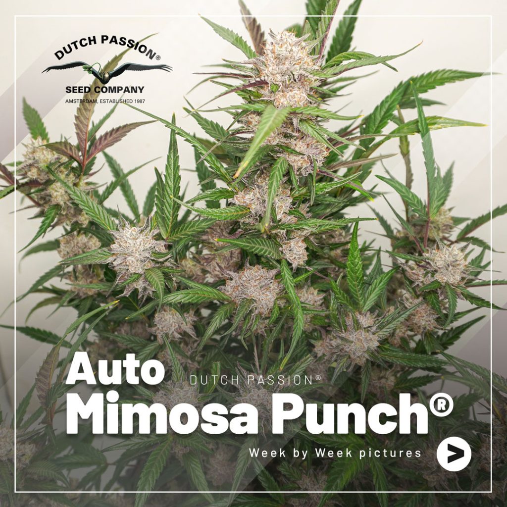 Auto Mimosa Punch week by week flowering