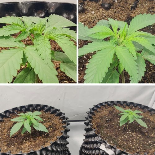 Auto Trichome & Cream Week by Week Flowering Video Dutch Passion