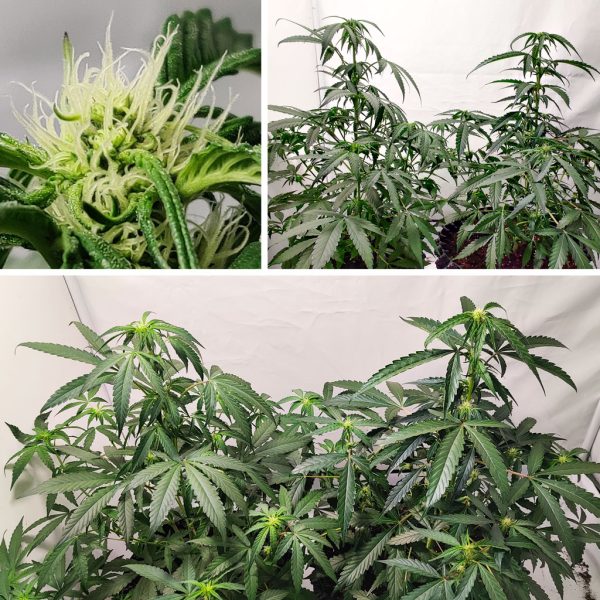 Auto Trichome & Cream Week by Week Flowering Video Dutch Passion