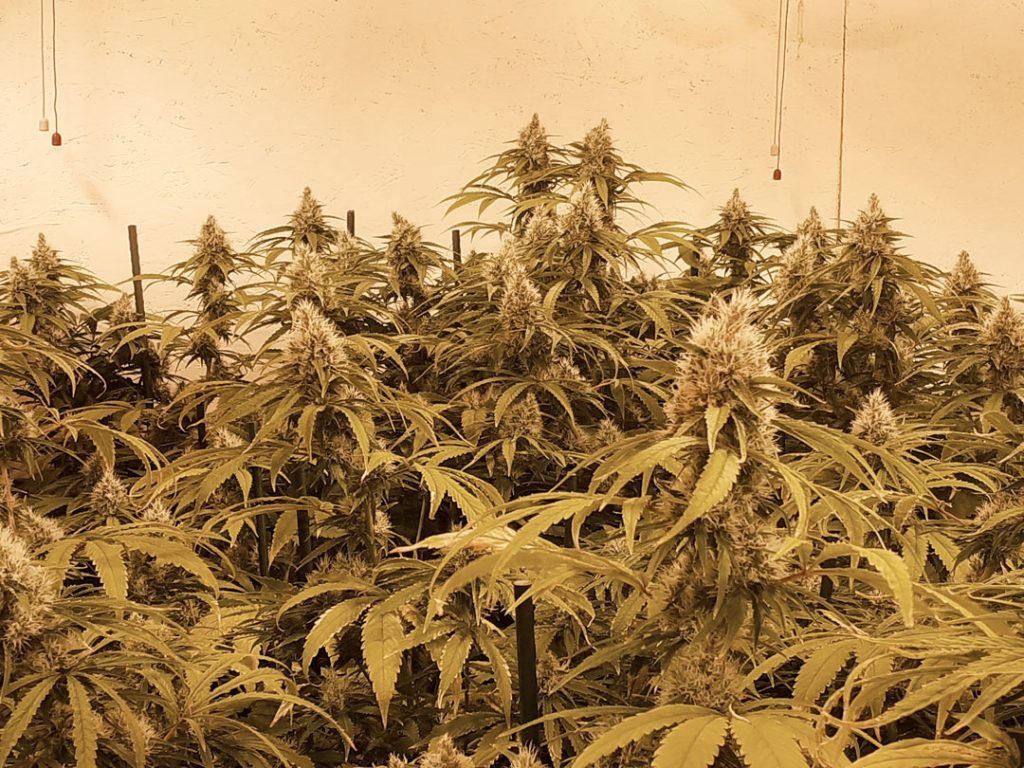 CBG-Force indoor harvest and smoke report by @cannatorium 1