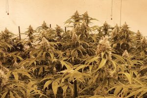 CBG-Force indoor harvest and smoke report by @cannatorium 1