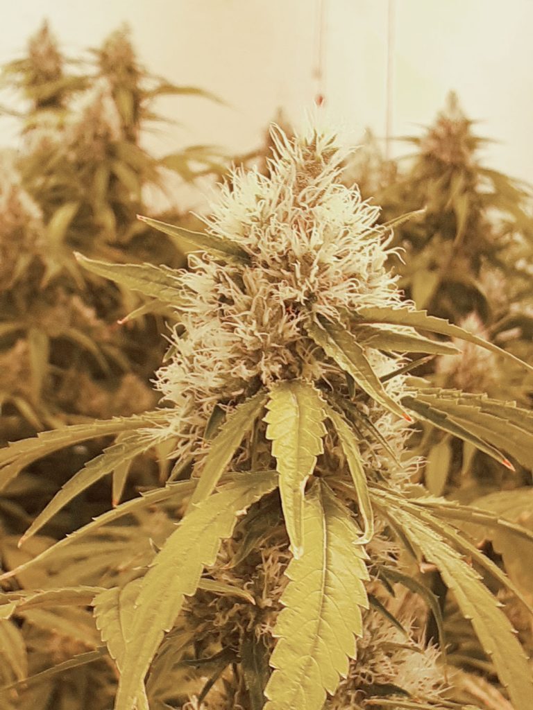 CBG-Force indoor harvest and smoke report by @cannatorium 2