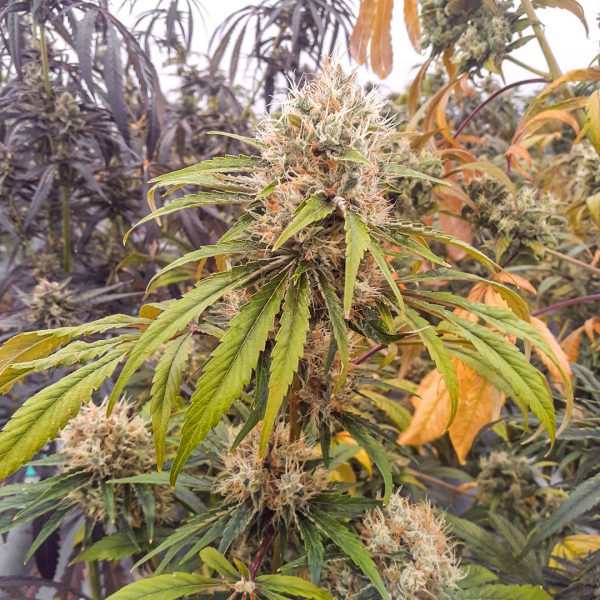 CBG-Force indoor harvest and smoke report by @cannatorium 4