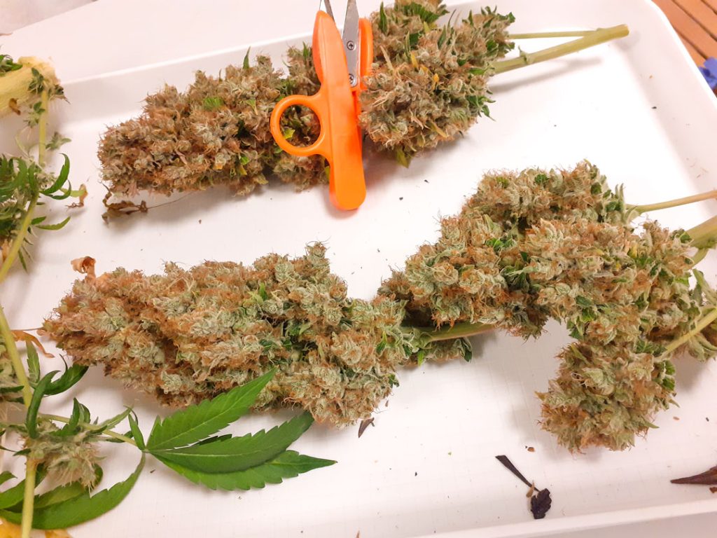 CBG-Force indoor harvest and smoke report by @cannatorium 5
