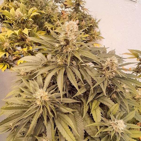 CBG-Force indoor harvest and smoke report by @cannatorium 6