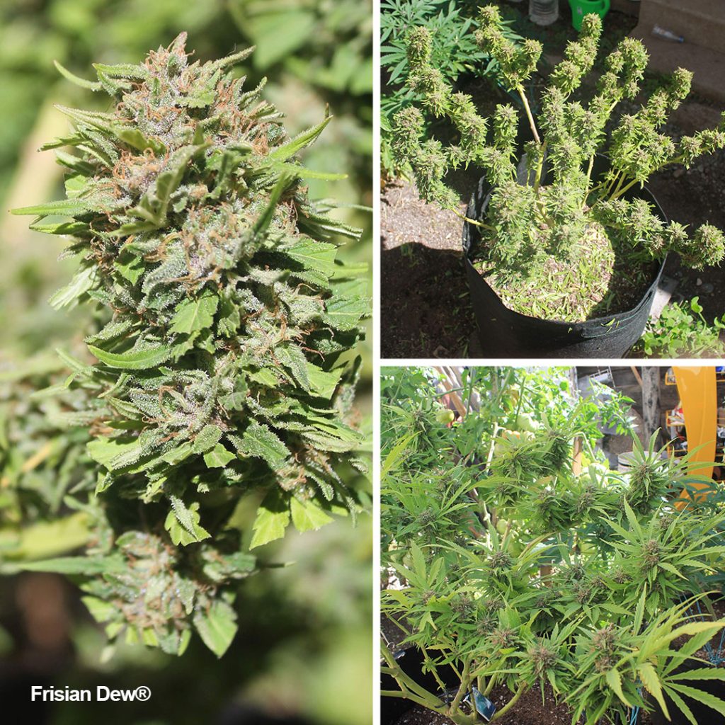 Frisian Dew, one of Dutch Passion's best cannabis seed variety for outdoor
