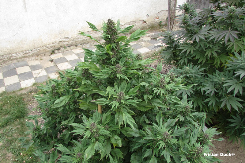 Frisian Duck camouflage plant grown outdoors from cannabis seeds