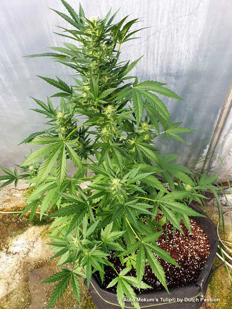 Auto Mokum's Tulip autoflower by dutch passion early flowering greenhouse growing cannabis weed