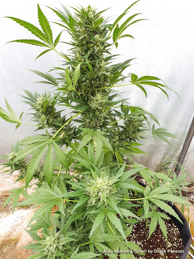 Auto Mokum's Tulip autoflower by dutch passion flowering phase buds frosty trichomes sticky weed
