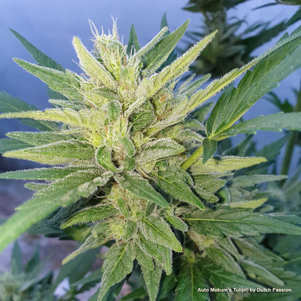 Auto Mokum's Tulip autoflower by dutch passion greenhouse growing frosty sticky cannabis buds trichomes loaded grown by bob's auto's AFN