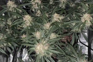 Cannabis micro growing how-to guide