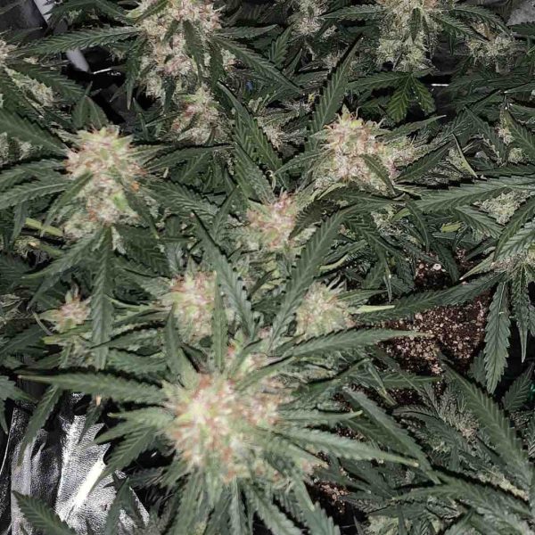 Cannabis micro growing how-to guide