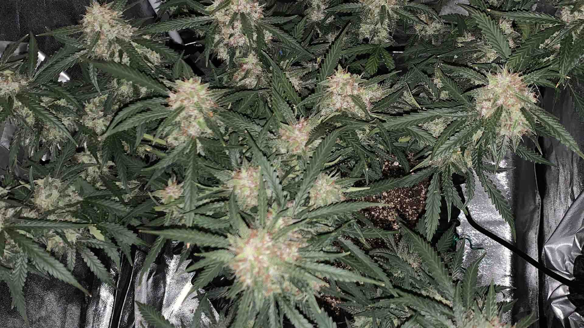 Growing Cannabis – a basic outdoor primer – Down To Earth Home