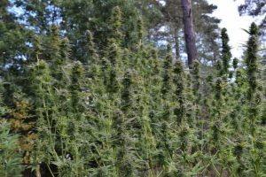 Cannabis Guerrilla growing 10-step strategic plan