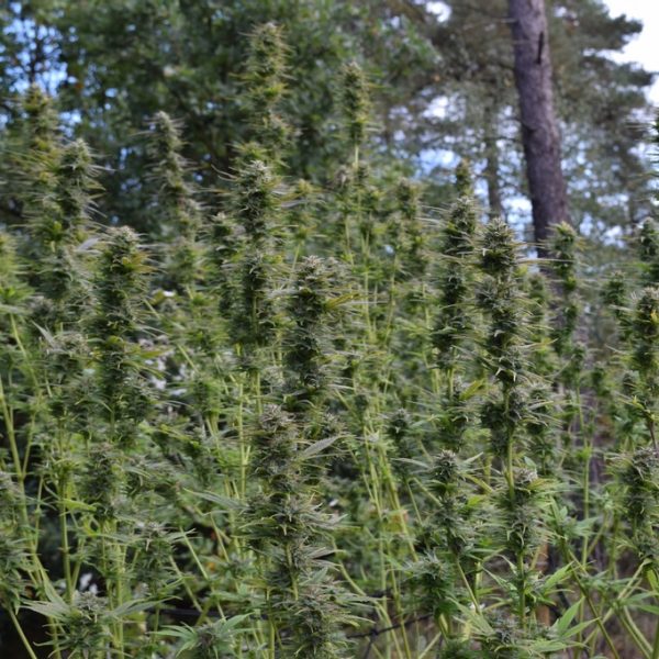 Cannabis Guerrilla growing 10-step strategic plan