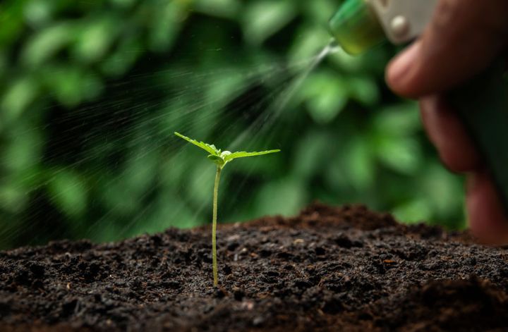 Guerilla growing Tip 4: Consider setting up an irrigation system