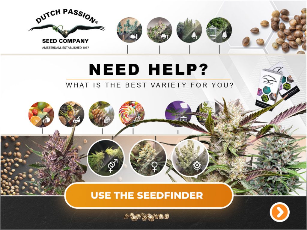 Dutch Passion cannabis seed finder