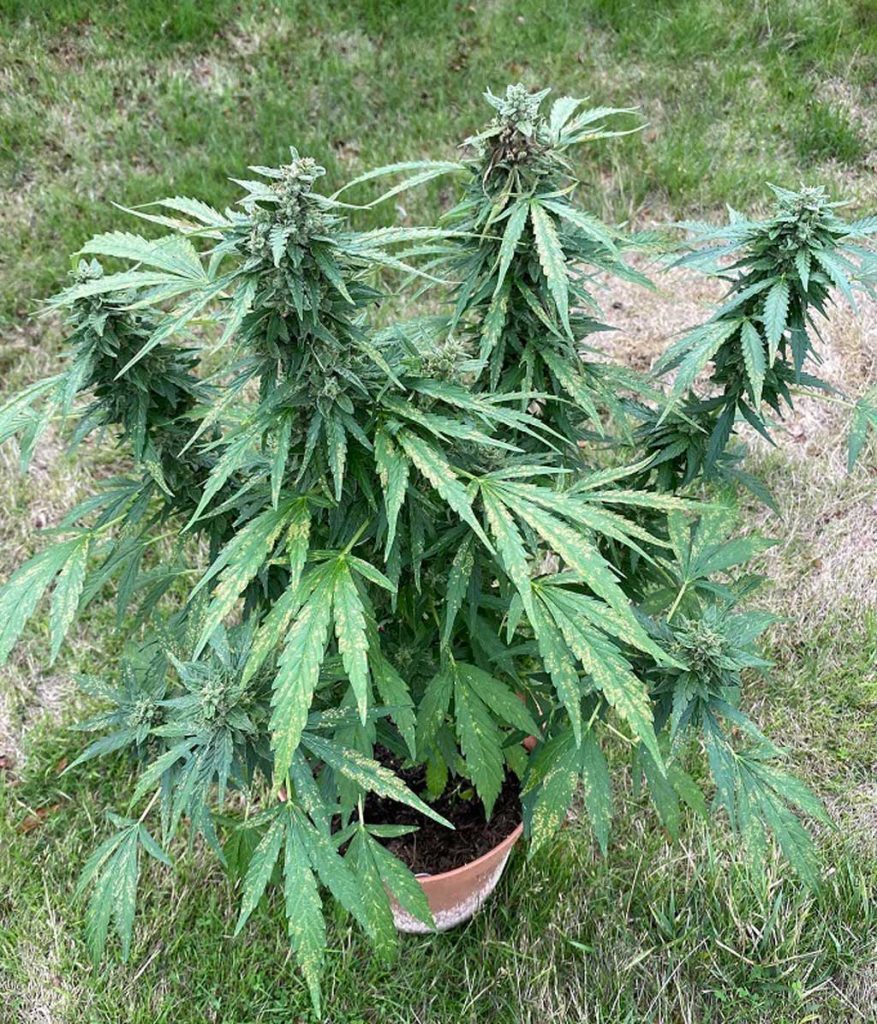 Auto Euforia Dutch Passion autoflower genetics skunk family resillient strong potent weed