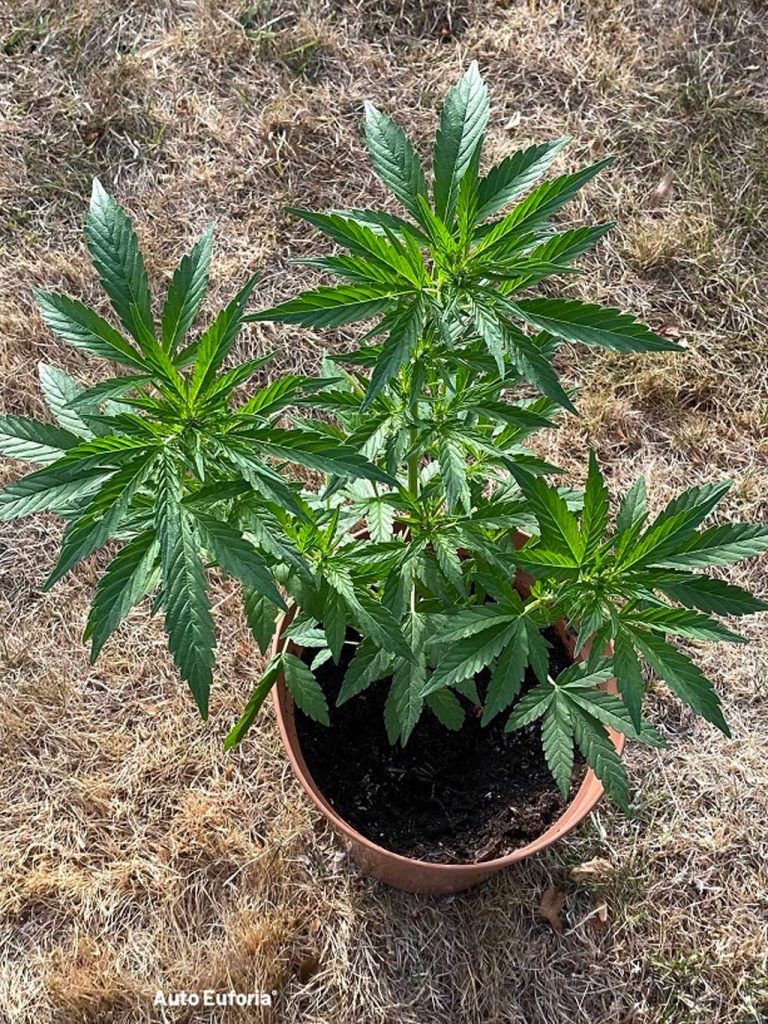 Auto Euforia Dutch Passion vegetative phase recovery cannabis plant