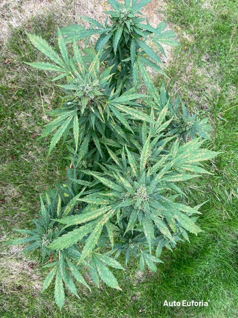 Auto Euforia big buds long flowers outdoor UK grown by Oldford UK420 forum