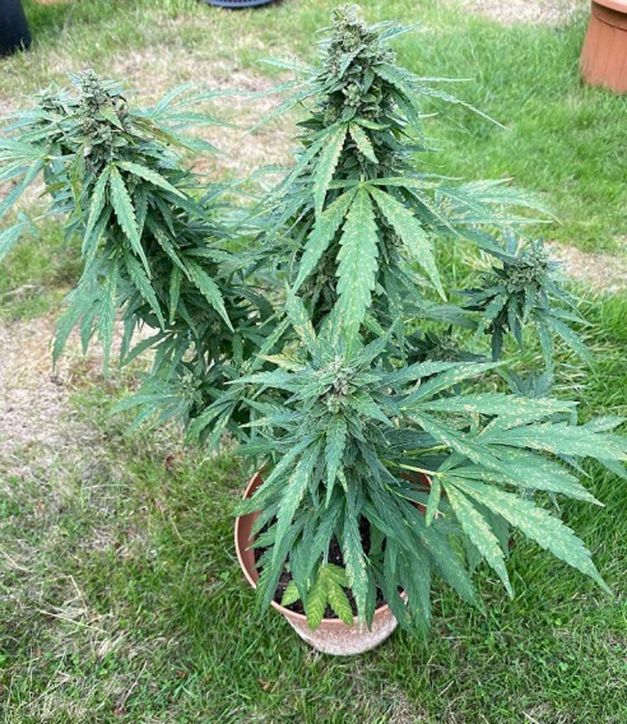 Auto Euforia blog the greatest comeback autoflower grown by Oldford UK420 outdoors UK