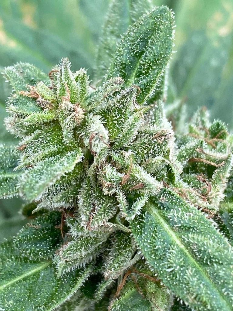 Auto Euforia budshot frosty cannabis plant sticky weed marijuana blog report outdoor UK grown