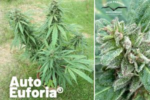 Auto Euforia growreport blog outdoor autoflower comeback main picture