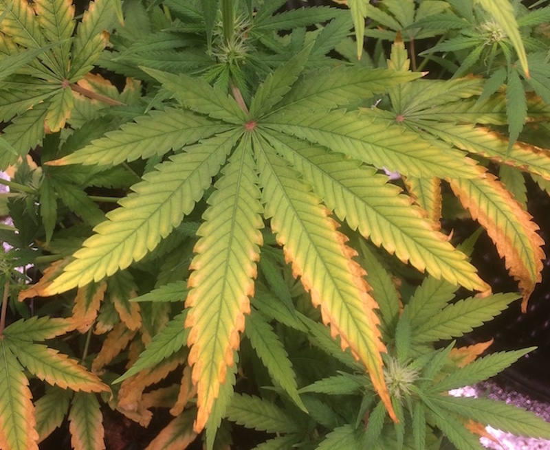 Cannabis leaf light burn symptom