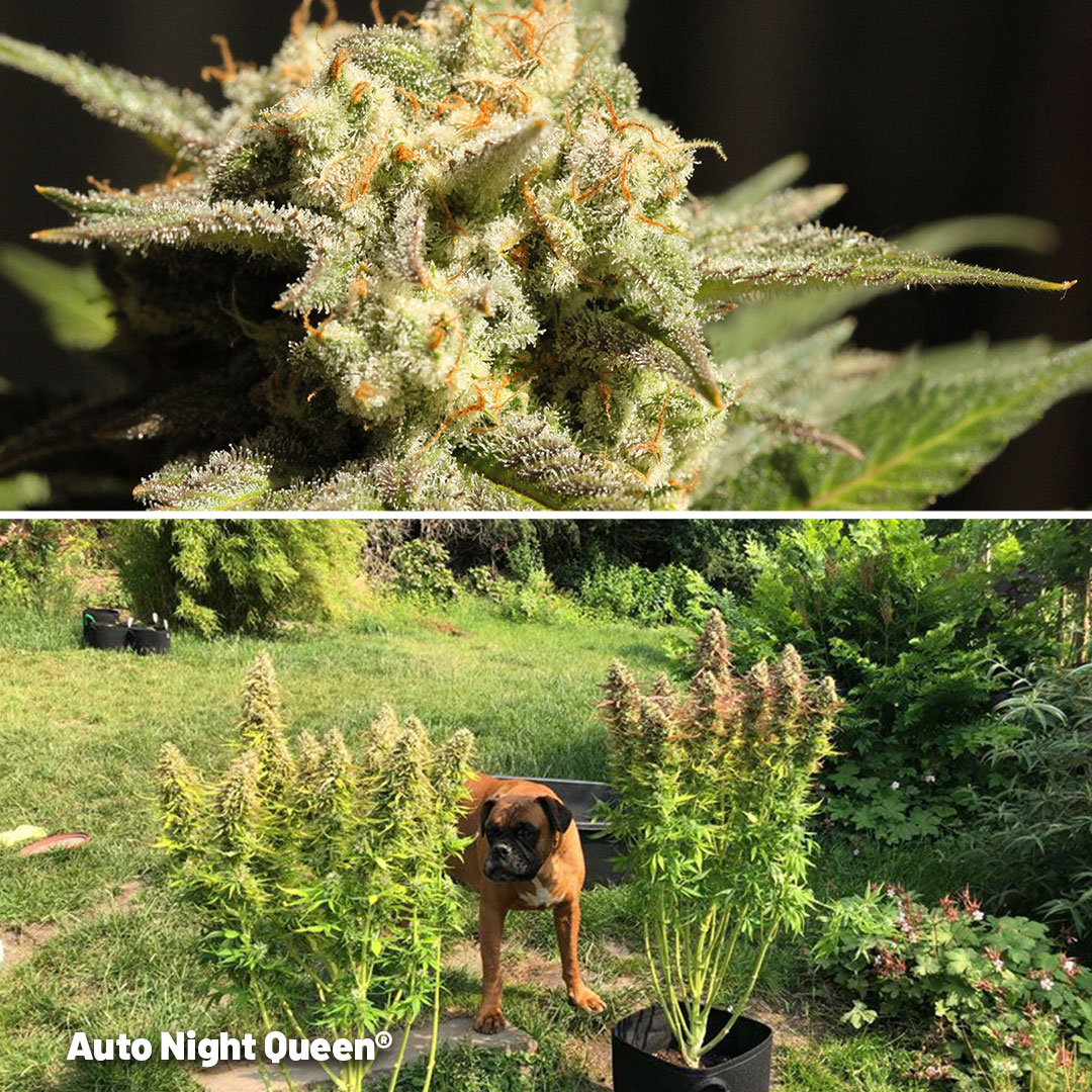 Top 10 tips for Growing Autoflower Seeds Outdoors Dutch Passion