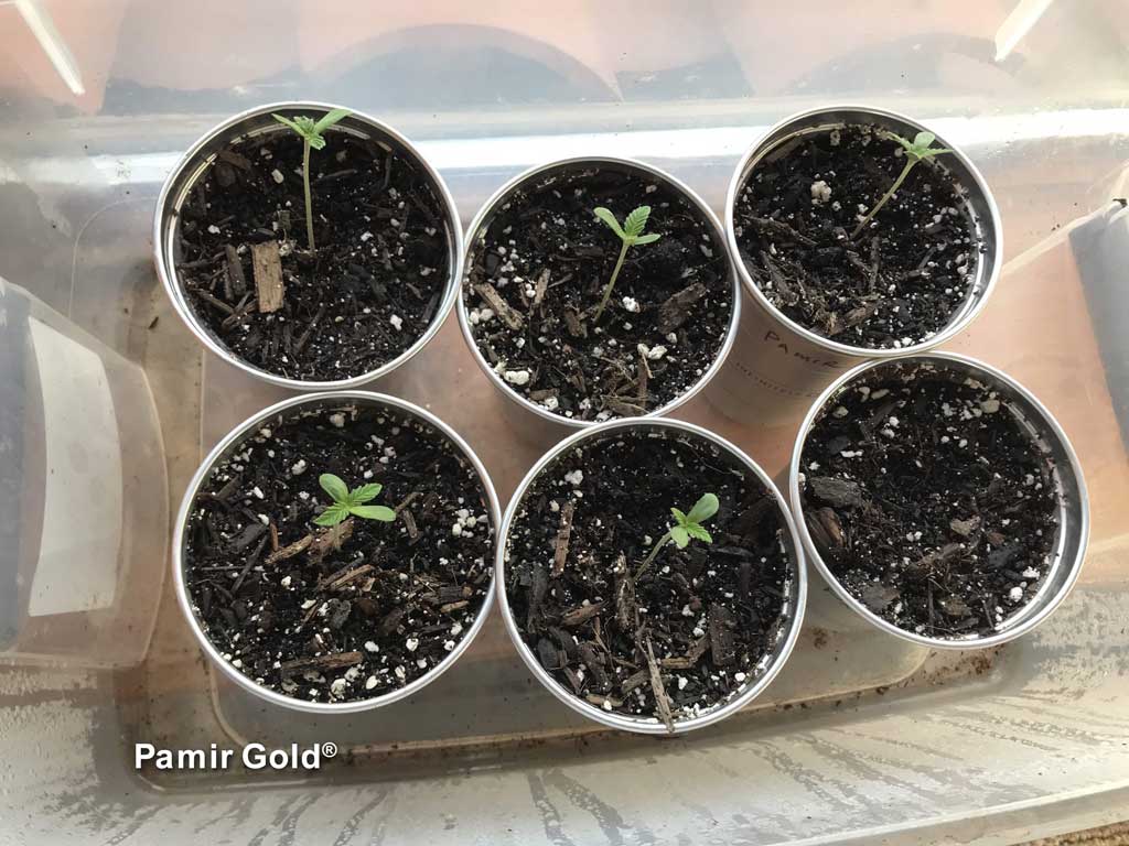 Pamir Gold young cannabis seedlings grown indoors